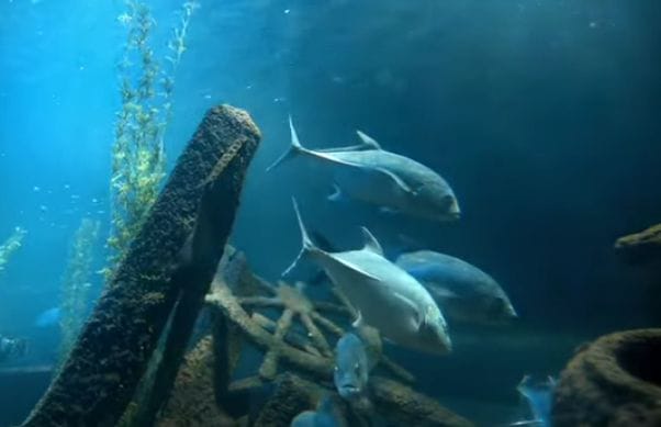 Selain Bisa Bikin Cerdas dan Melindungi Jantung, Ini Manfaat dari Konsumsi Ikan