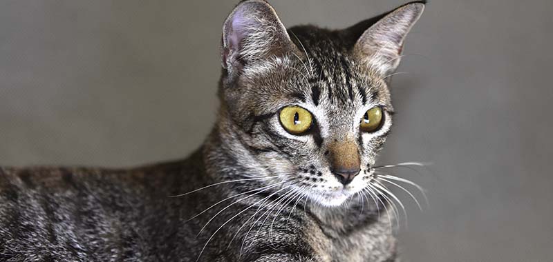 Tujuh Hal Penting yang Tidak Disukai Kucing, Mungkin Anda Juga Tidak Menyukainya