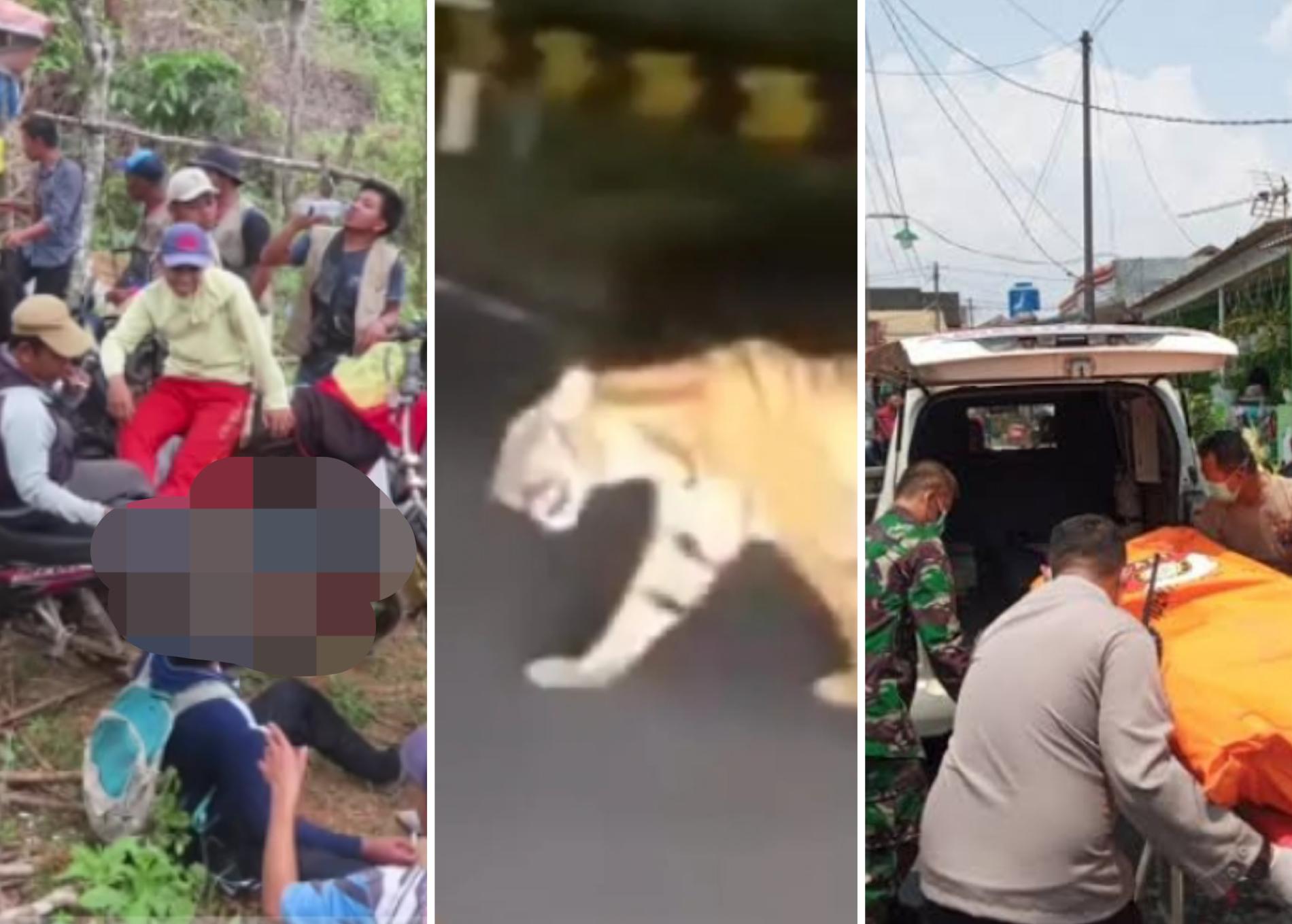 Harimau