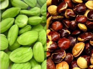 Cara Menghilangkan Bau Mulut Setelah Makan Jengkol dan Pete