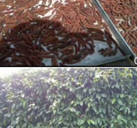 Cair, Tanam Cabe Jawa di Pekarangan Rumah