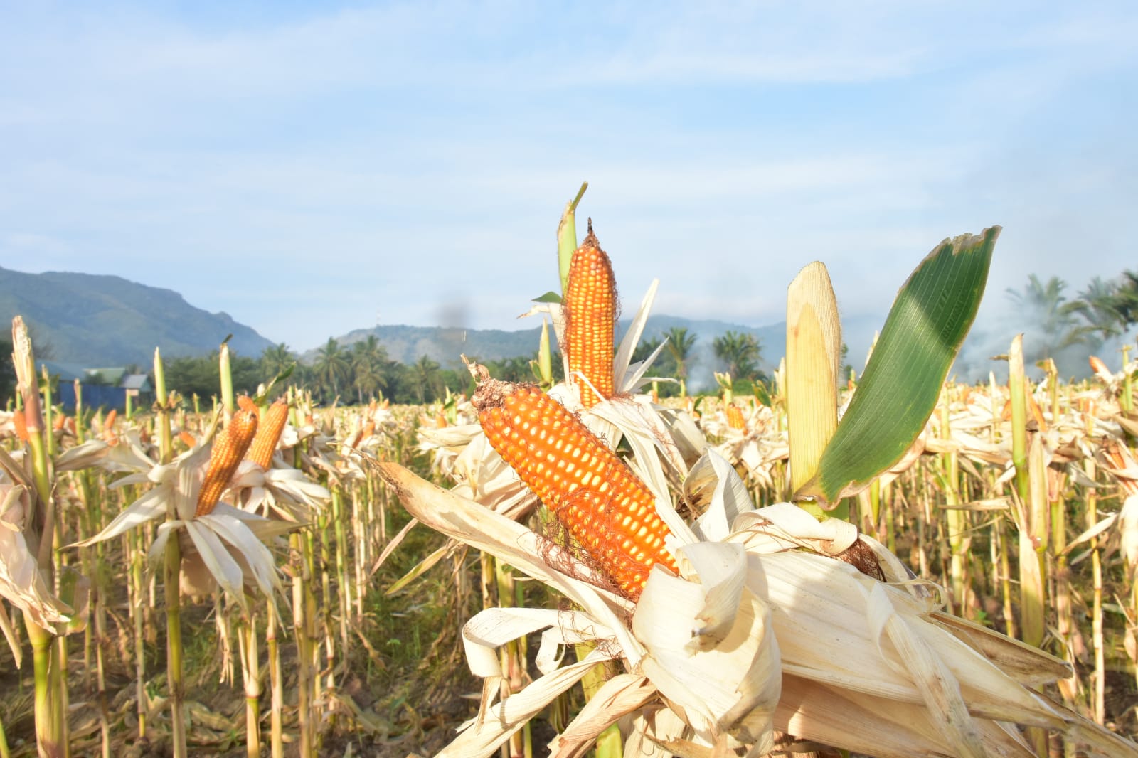 Ini 10 Kabupaten, Panen Jagung  Melimpah Maret-April 2024