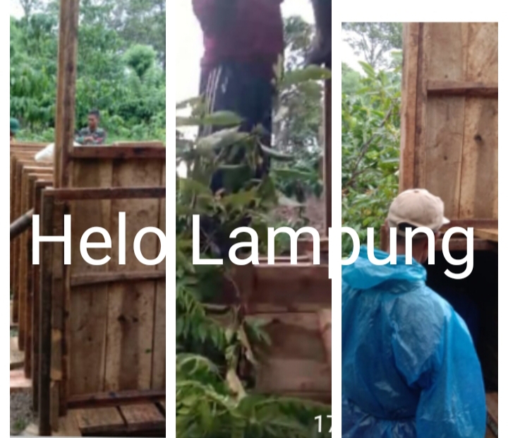 Kandang Jebak Harimau Telah Terpasang di Kebun Kopi, Umpan Kambing