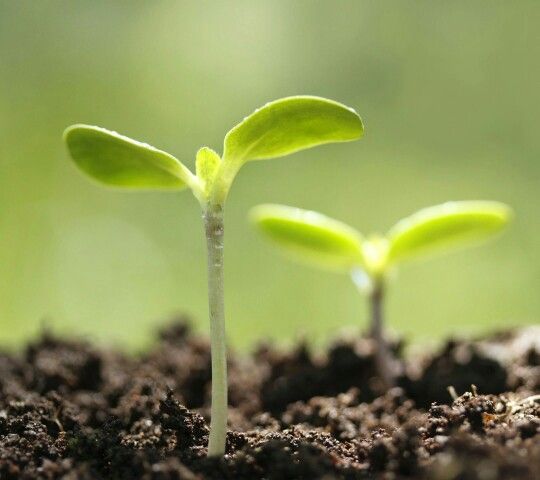 3 Cara Tumbuhan Melindungi Diri