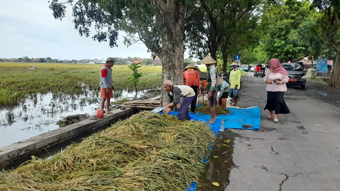 1.400 Hektare Sawah di Kendal Terdampak Banjir, Rata-rata Dekati Masa Panen
