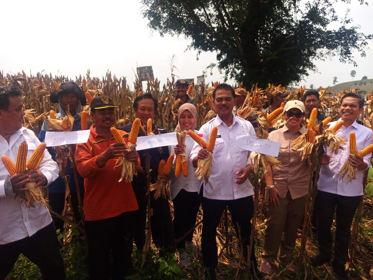 Kementan Sebut Produksi Jagung Nasional Awal 2024 Naik Tajam