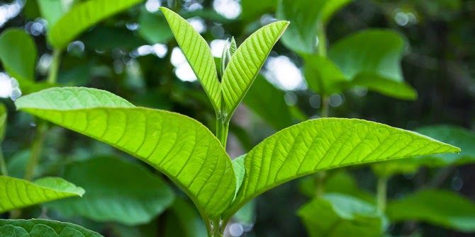 Menggali Rahasia 5 Manfaat Daun Jambu Biji dan Cara Penggunaanya!