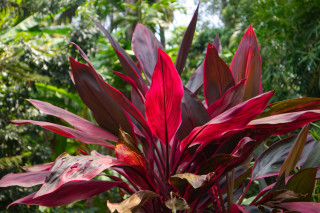 Daun Hanjuang