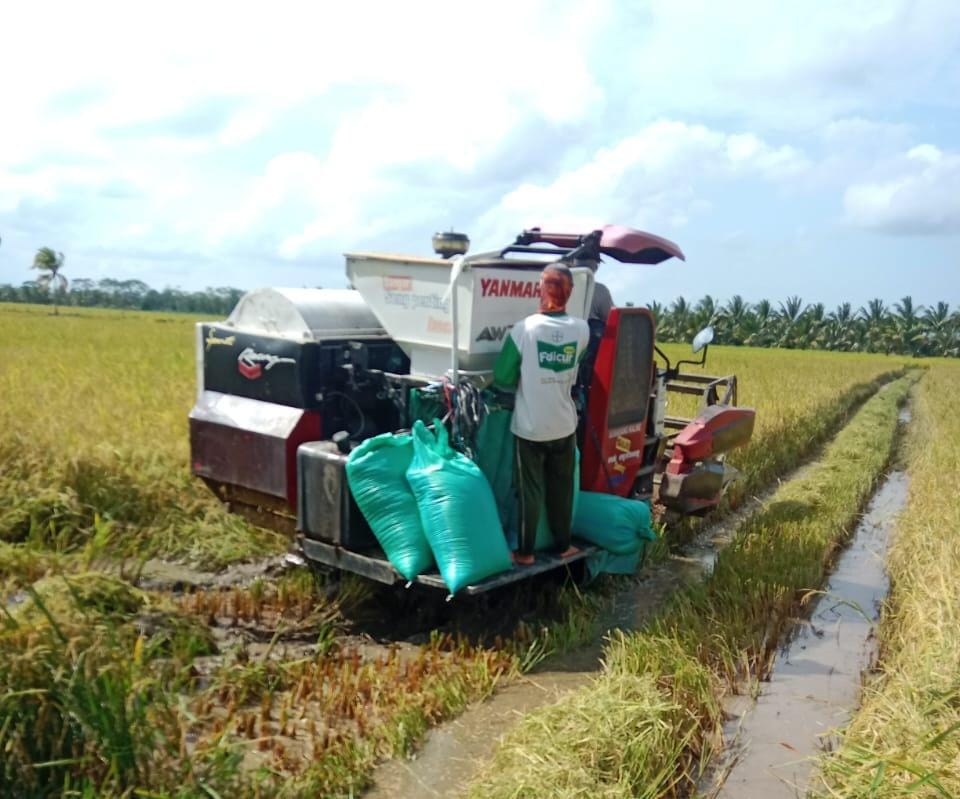 Produksi Melimpah, Bulog Kalah Bersaing Dengan Pedagang Serap Gabah