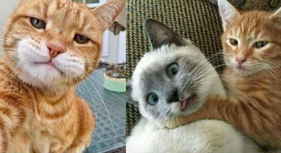 12 Ras Kucing yang Memiliki Umur Panjang, Kucing Oren Termasuk ? 