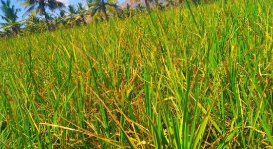 Petani di Marabahan Terancam Gagal Panen Akibat Serangan Hama