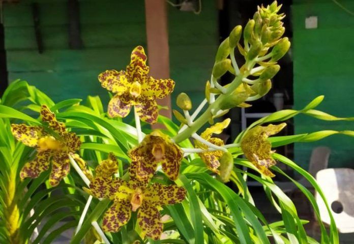 Tumbuhan- Tumbuhan Langka dan Hampir Punah di Indonesia Dari Anggrek Tebu Hingga Pohon Ulin