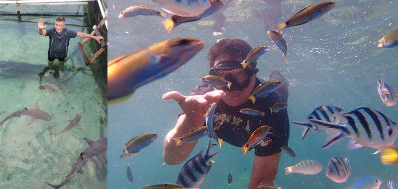 Perjalanan Open Trip Karimunjawa Dari Menyaksikan Habitat Ikan Nemo Hingga Uji Nyali Masuk ke Kolam Ikan Hiu