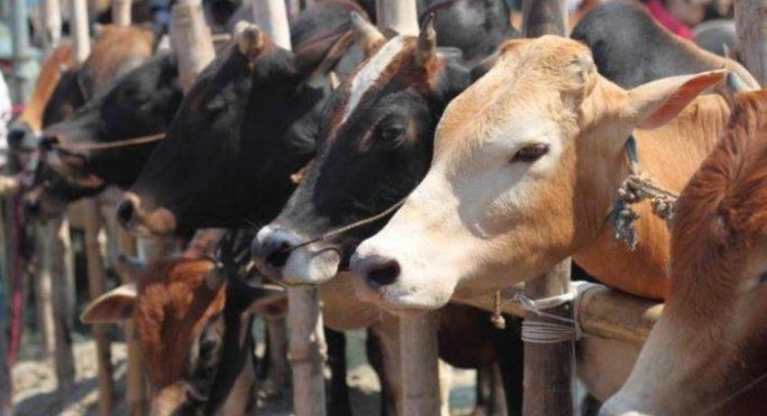  Peningkatan Permintaan Hewan Kurban di Kalimantan Selatan Naik 100 Persen