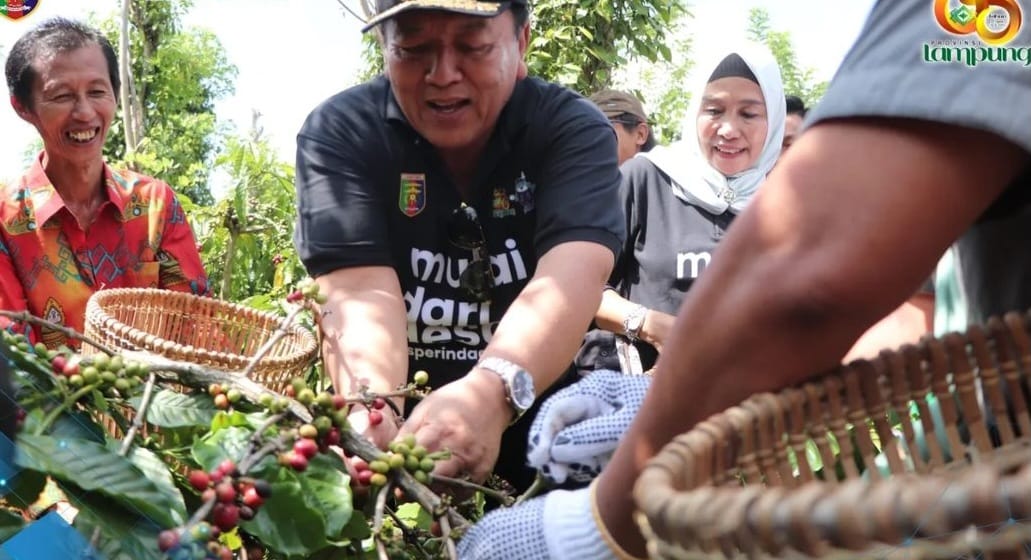 Gubernur Arinal Djunaidi Panen Kopi di Kabupaten Lampung Barat