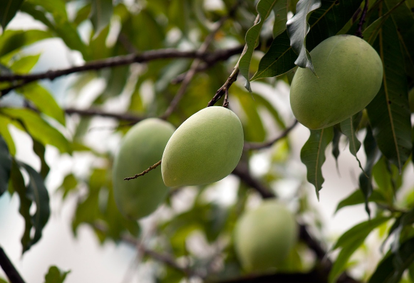 Tips Tanam Pohon Mangga dari Stek di Air, Simak