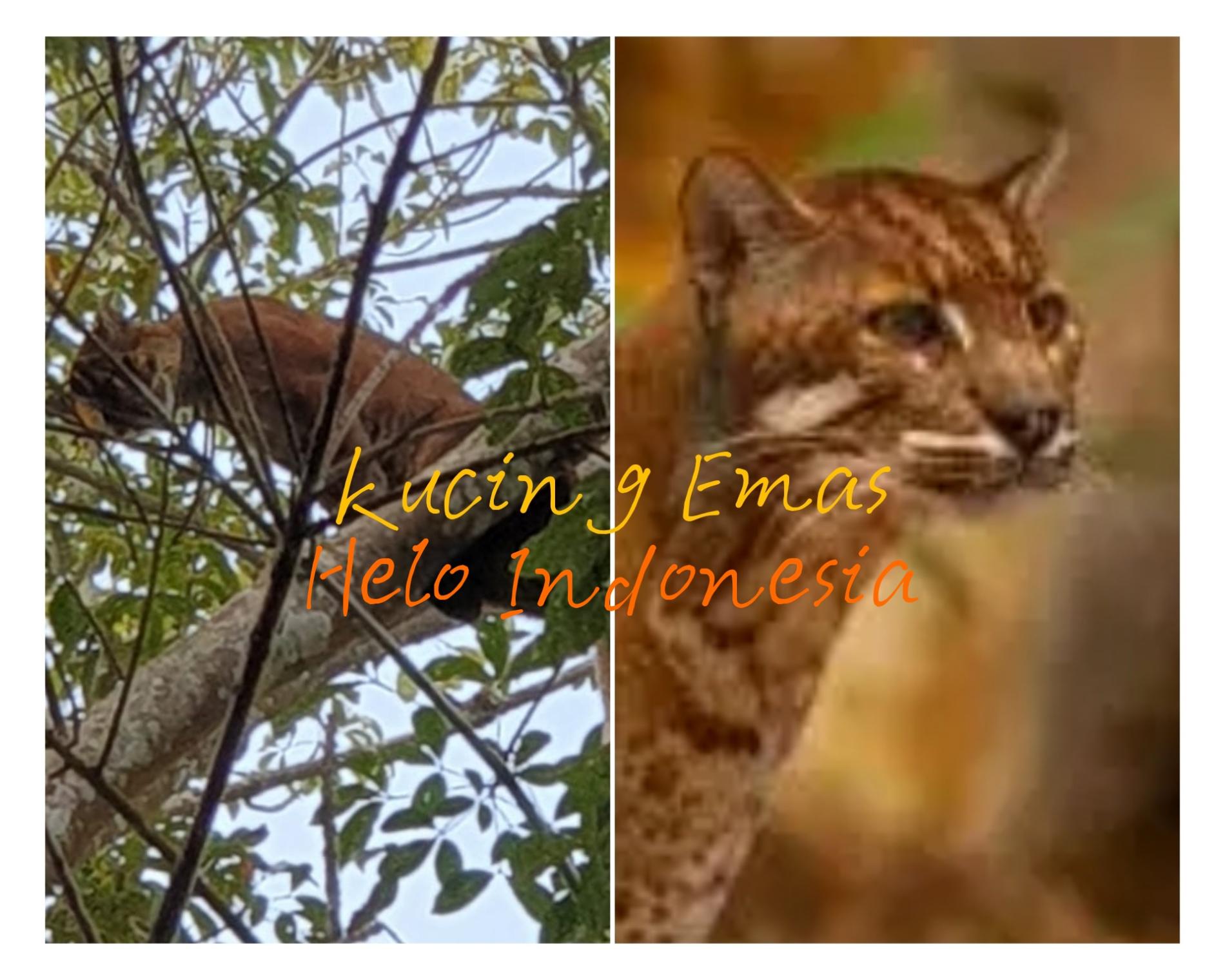 Ini Kata BKSDA tentang Hewan Mirip Harimau di Gedongtatan