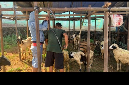 Belum Ada Lonjakan Pembelian Kambing Qurban, Harga Rp2-3 Juta