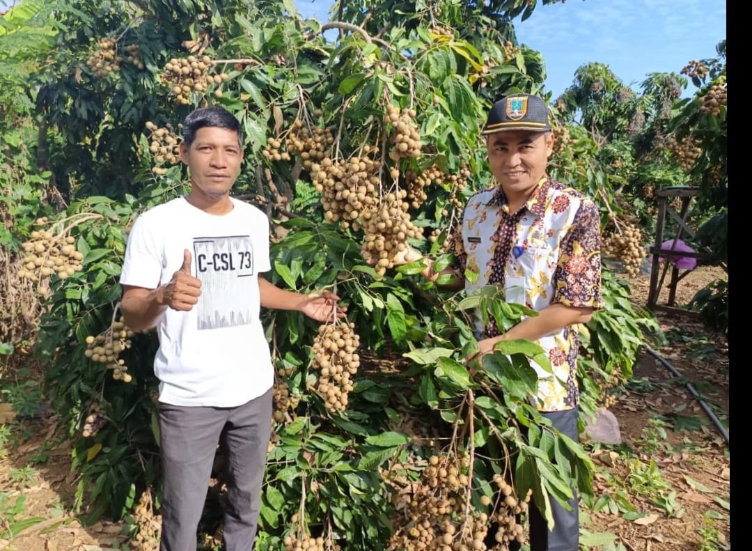 Siapa Sangka karena Ayam Tetangga, Abdul Rohmad Sukses Budidaya Kelengkeng