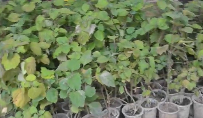 Seperti Anggur, Semakin Lama Disimpan Harga Minyak Nilam Tambah Mahal 