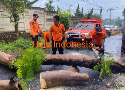  Pohon Besar Tumbang Melintang di Jalan Arah Citra Land, BPBD Gercep