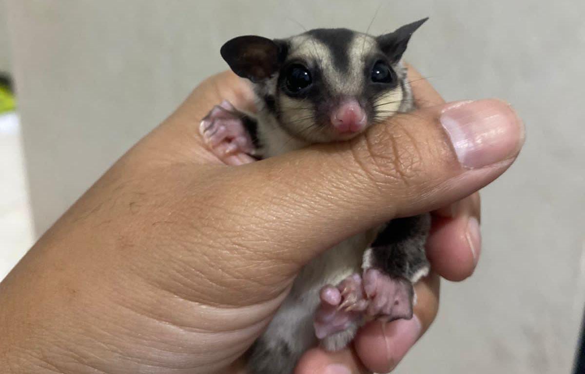 Mengenal Sugar Glider, Hewan yang Sedang Viral di Pelihara, Berikut Cara Merawatnya!