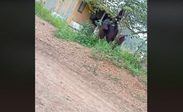 VIRAL Video Orangutan Kalimantan Setinggi Rumah Terlihat di Pinggir Jalan Warga