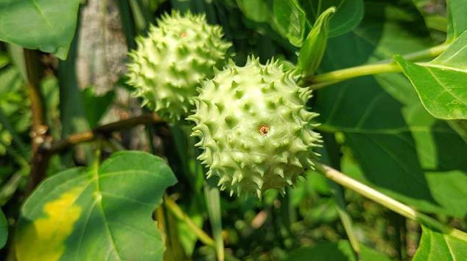 RSJ Sambang Lihum Terima 28 Remaja Kritis Akibat Racikan Kecubung, 2 Meninggal 