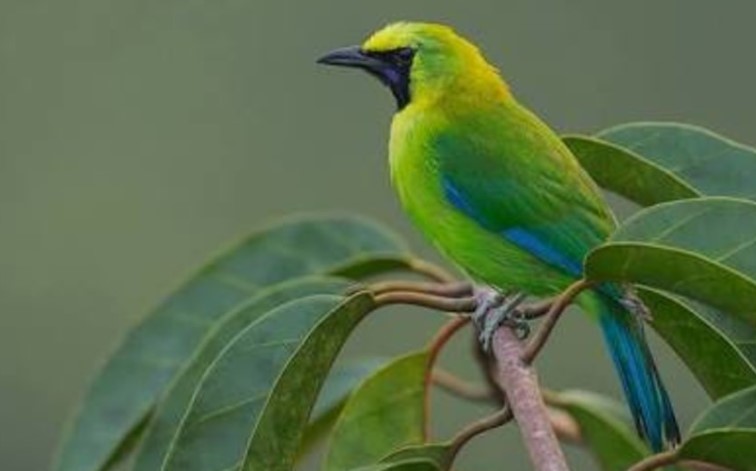 5.300 Burung Dilindungi Dilepasliarkan oleh Balai Lingkungan Hidup dan Kehutanan 