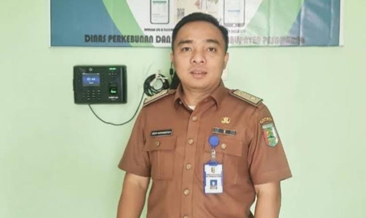 Harga Kakao Naik Drastis 100 Persen Lebih 4 Bulan Ini di Pesawaran