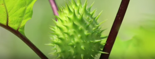 Mengkonsumsi Buah Kecubung dapat Menyebabkan Keracunan Hingga Kematian