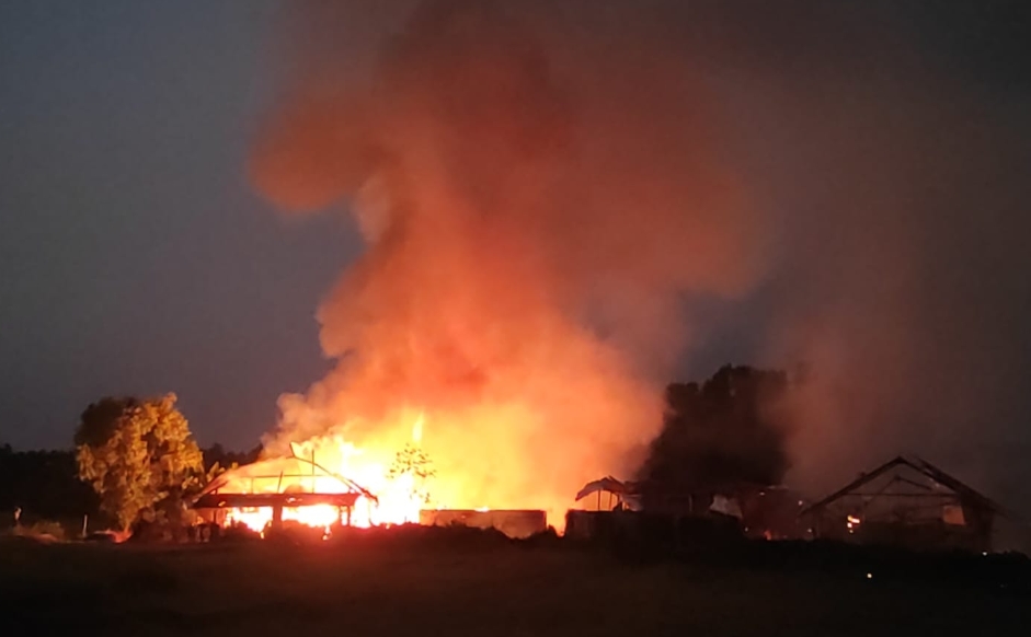 Gegara Open Penghangat Suhu, 40 Ribu Ekor Ayam Mati Terpanggang di Madiun