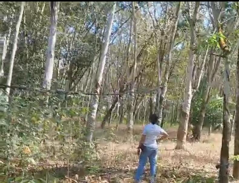 Warga Minta PLN Putus Kabel Listrik di Register 45 Mesuji