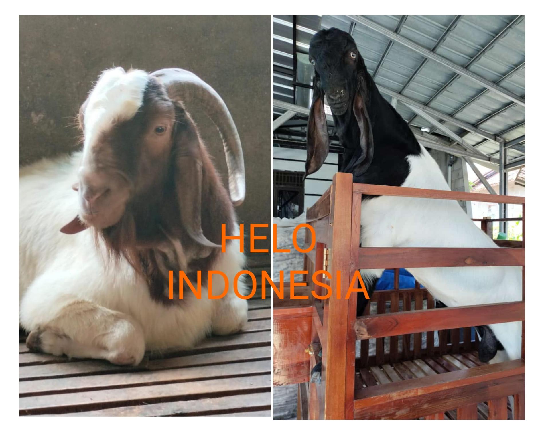 Harga Kambing Boer Tembus Rp40 juta di Lamteng