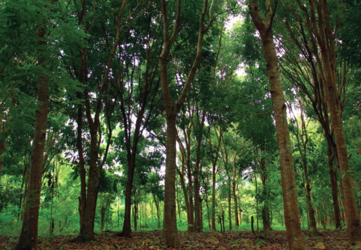 Jalan Menuju Bandara Syamsudin Noor Ditanami Ribuan Bibit Pohon Mahoni