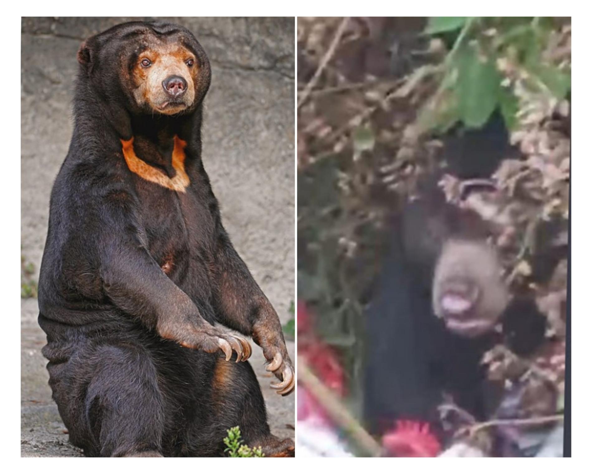 Beruang Liar TNBBS Mengais Makanan di Sampah Pasar Liwa