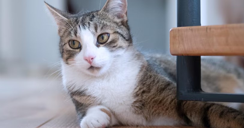 7 Manfaat Memelihara Kucing di Rumah, Meningkatkan Kualitas Tidur!