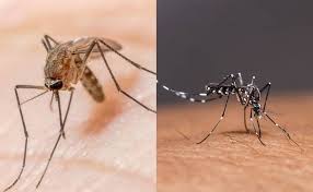 Hadapi Wabah Malaria dan DBD di Nias Selatan Dinkes Sumut Siapkan 16 Penanganannya