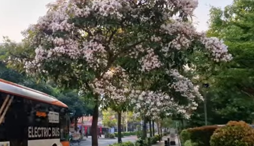 Bak Suasana di Jepang, Bunga Tabebuya Bermekaran di Cikini Raya