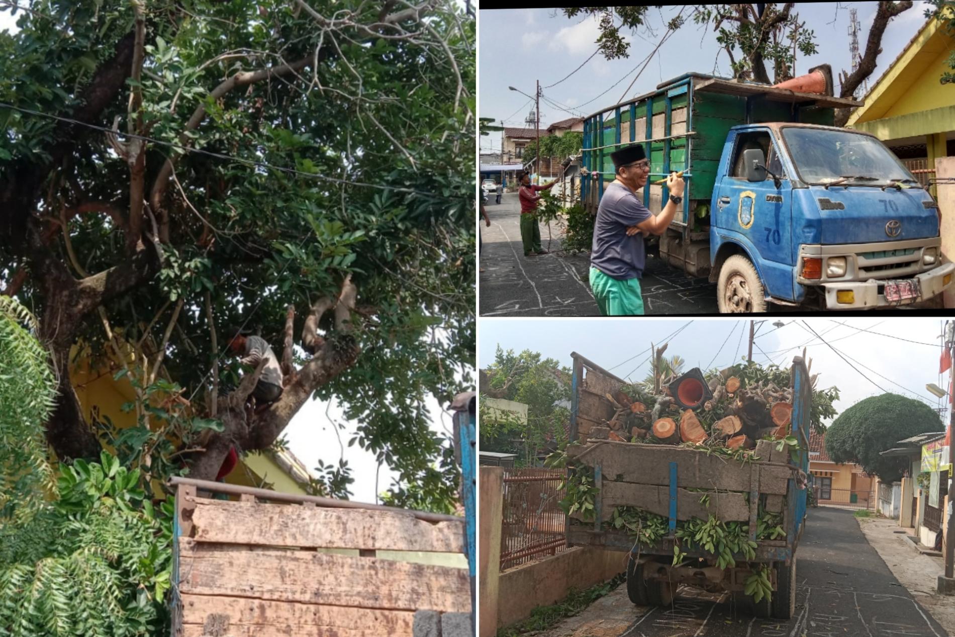 Antisipasi Roboh, DLH Tebang Pohon Rambutan Usia 40 Tahun di Goro
