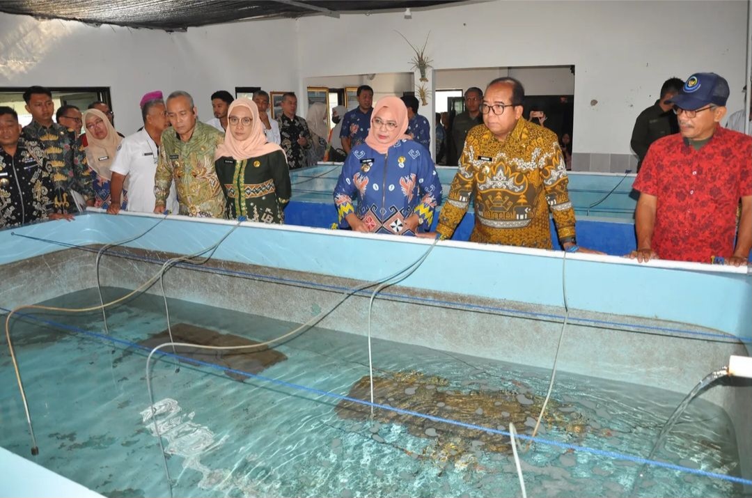 Pj. Gubernur Lampung Buka FGD Optimalisasi Pengelolaan Benih Bening Lobster untuk Kesejahteraan Nelayan dan Peningkatan Pendapatan Daerah.