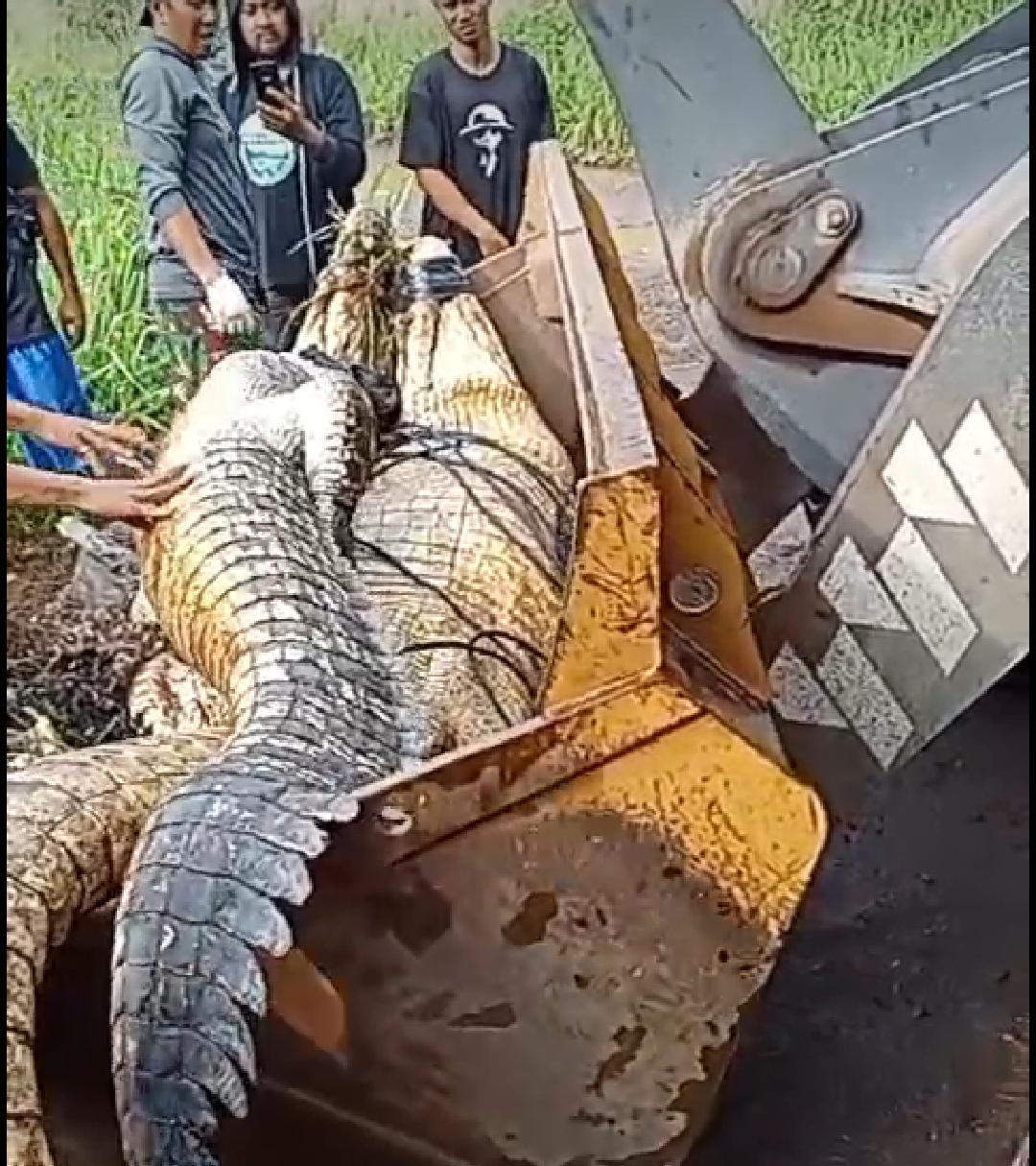 Viral Video Dua Buaya Besar Berkeliaran di Sawah, Bikin Heboh Warga Cianjur ! Tangkapan Layar Foto