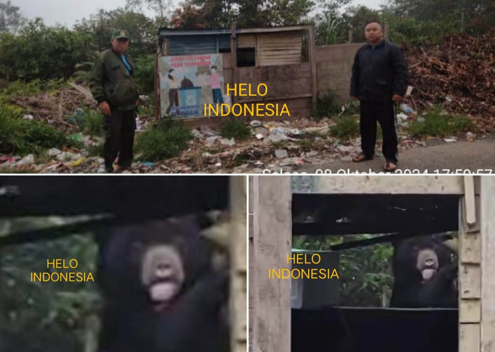 Beruang Liar TNBBS Kembali Mengais Sampah di Lampung Barat