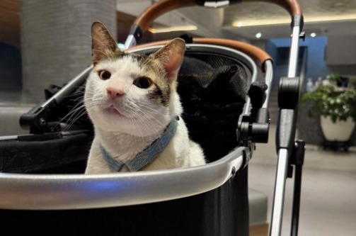 Kucing Kesayangan Prabowo, Bobby Kertanegara Akan Berganti Nama Jadi Bobby Istananegara ?