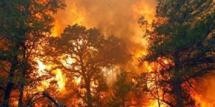 Cegah Kebakaran TNWK, Anggota DPRD Lampung Amrullah BS Desak Peningkatan Pengamanan dan Teknologi