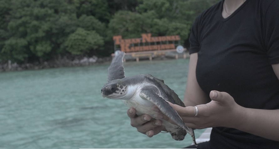 Sisi Lain Karimunjawa, dari Pulau Panjang hingga Penangkaran Penyu