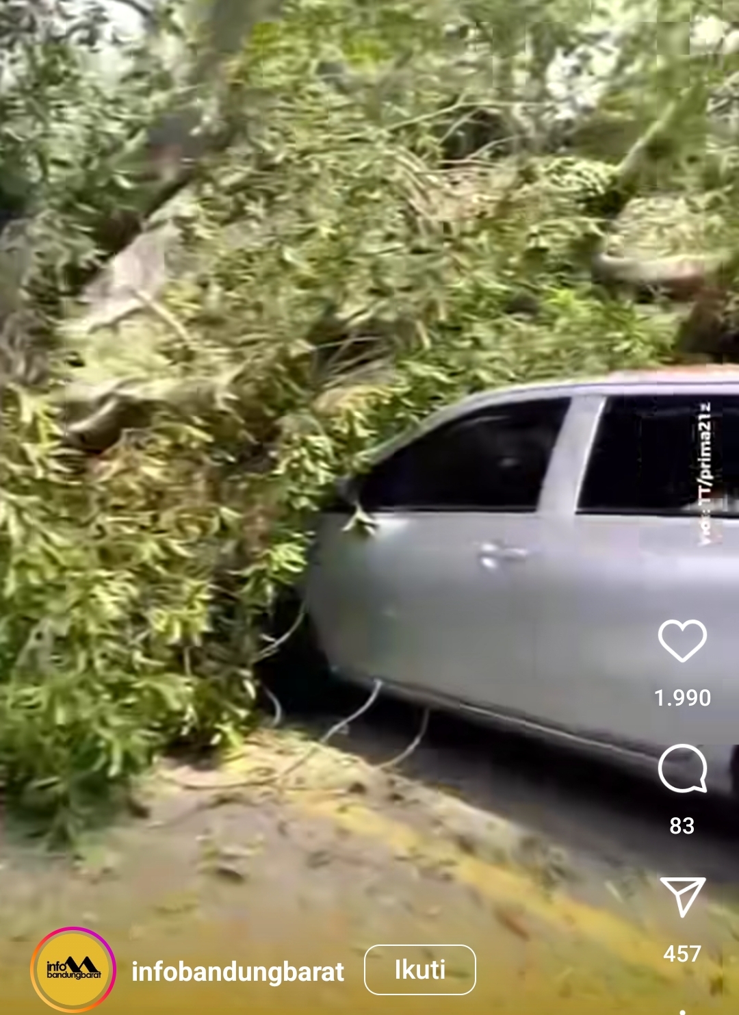 Pohon Berukuran Besar Timpa 9 Mobil di Farmhouse Lembang