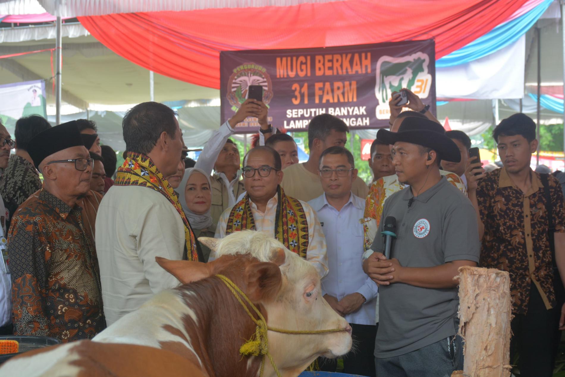 Peternak Sapi Lampung Siap Sukseskan Program Makan Gratis