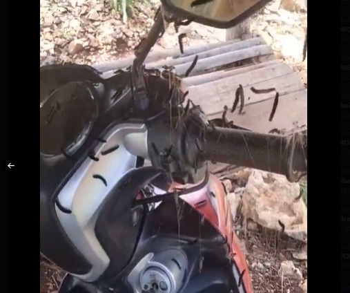 Viral ! Gunung Kidul Diserang Gerombolan Ulat Jati, Berbahayakah ?