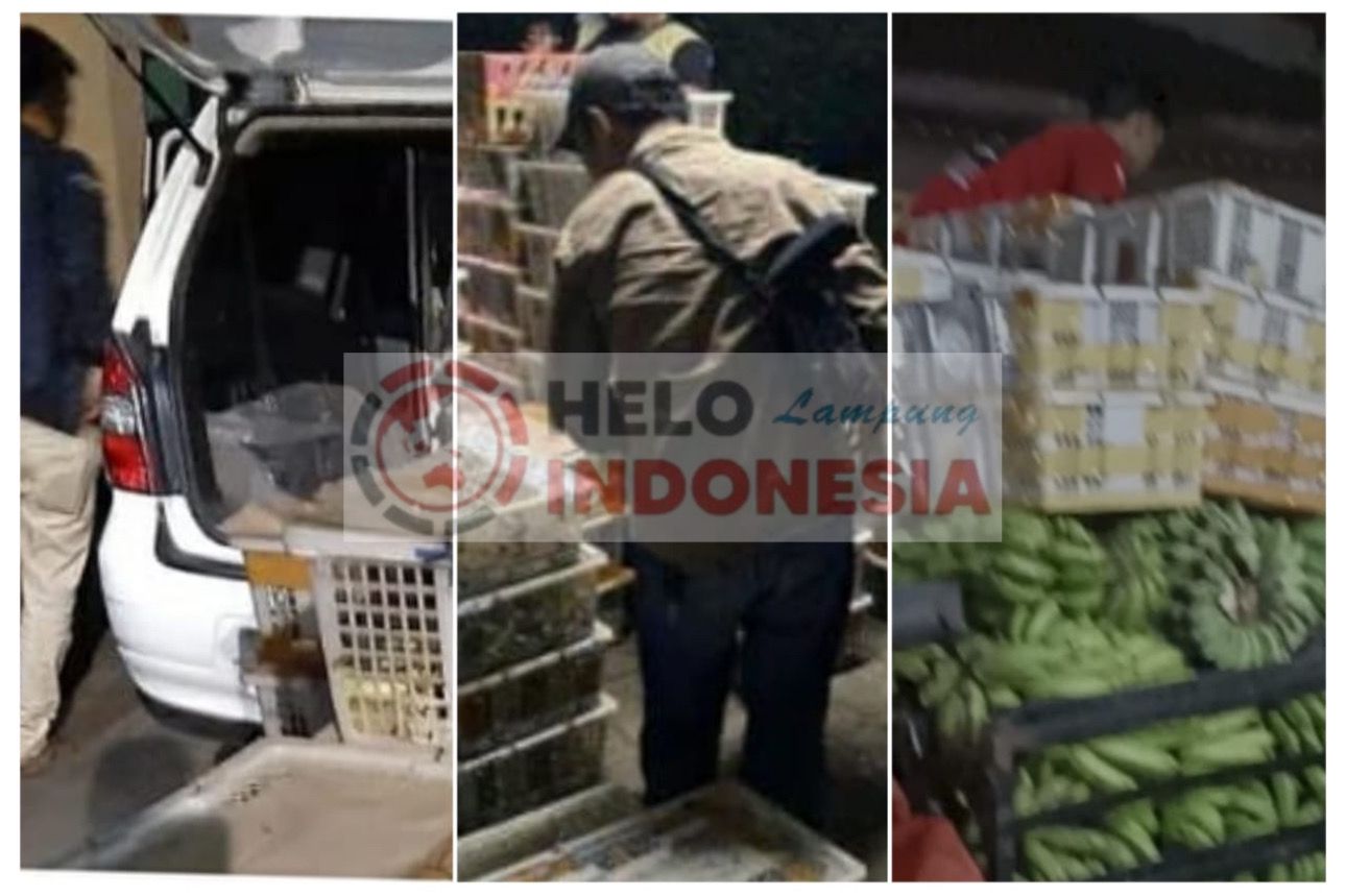 Lampung Pintu Gerbang Penyelundupan Ribuan Burung ke Jawa